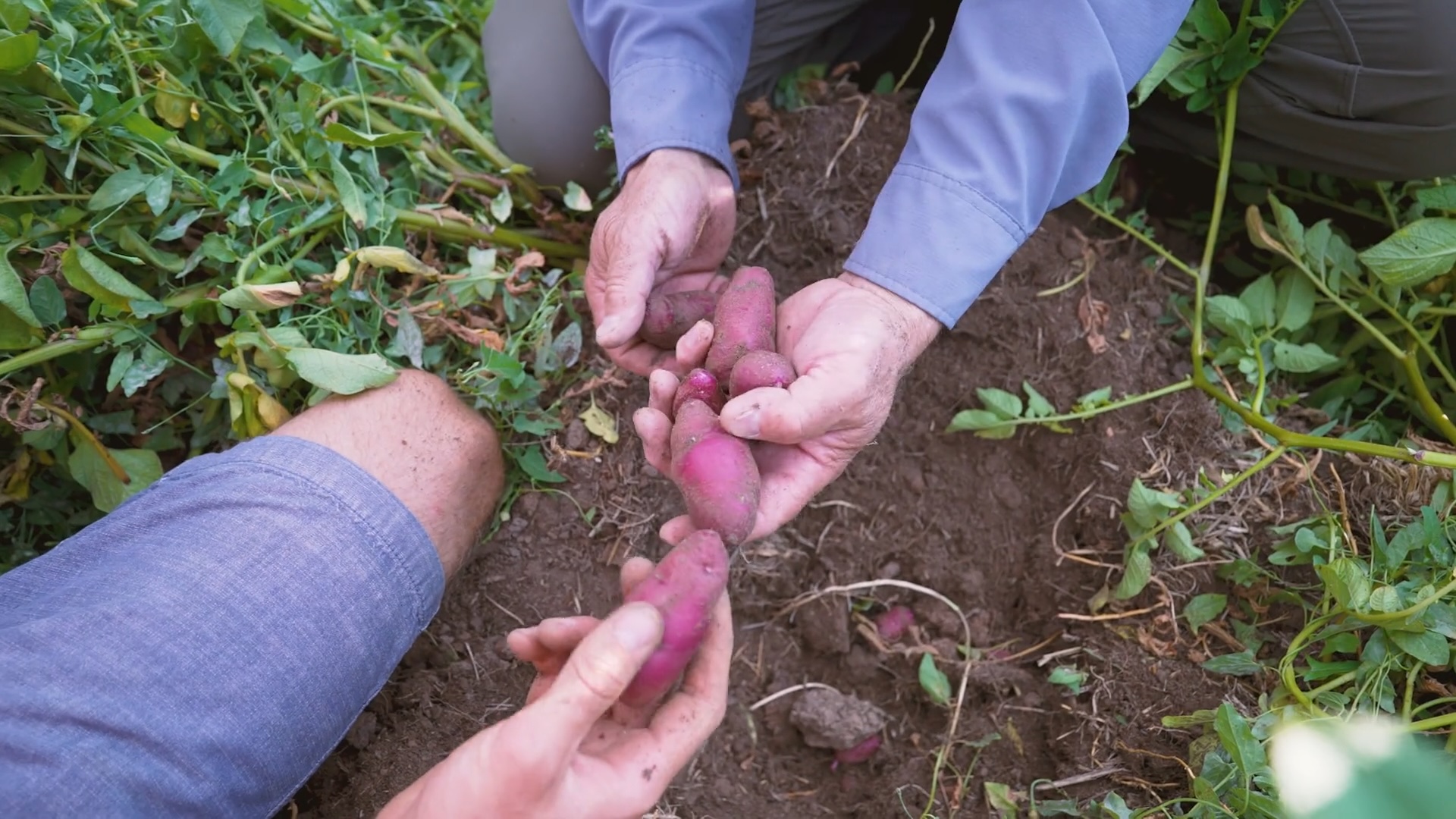 Hands of two farmers removing potatoes from the soil