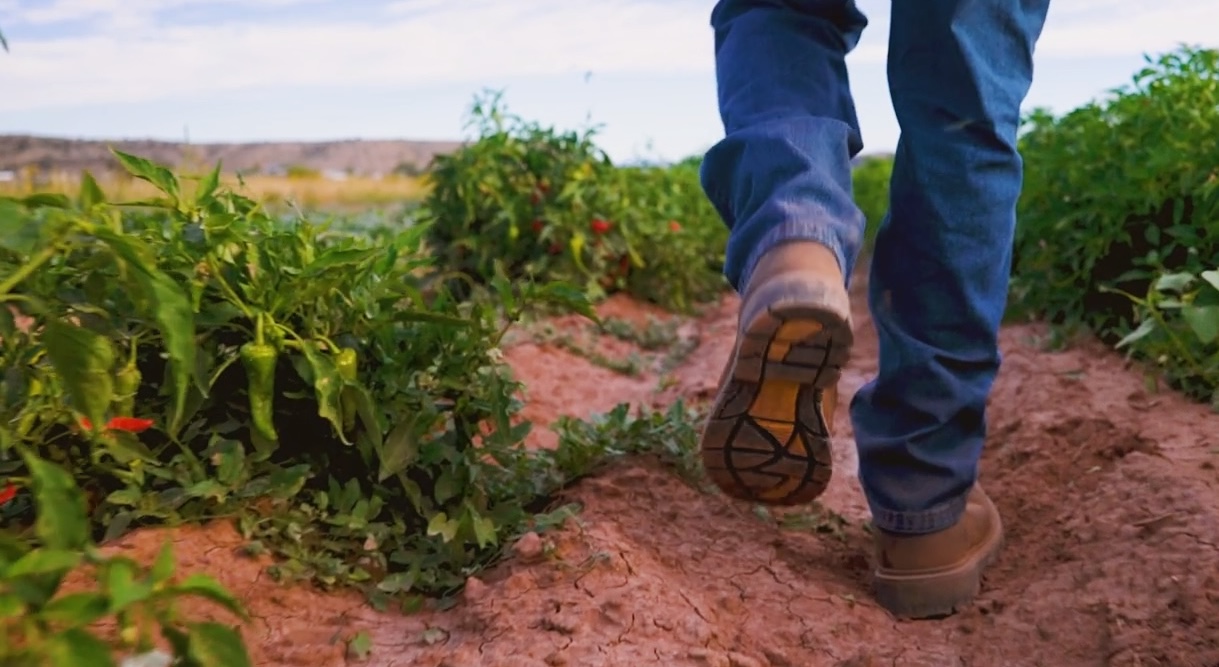 Closeup on a farmer's boots as he walks through a field of green chile peppers